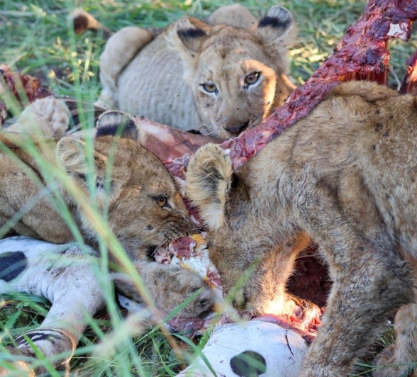 Sabi Sabi Ruan Mey Msuthlu On Kill