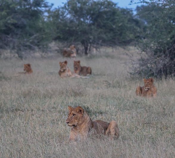 Sabi Sabi Ruan Mey Souhtern Pride Scattered In Grass