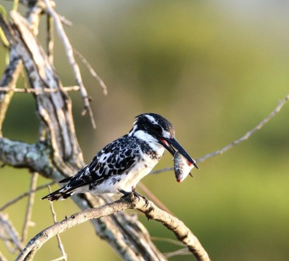 Pied Kingfisher enjoys his freshly caught fish