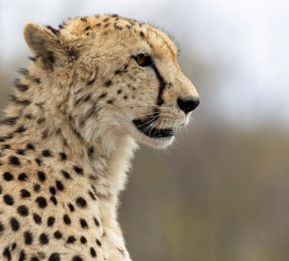 A cheetah stares out at the open plains. A cheetah stares out at the open plains.