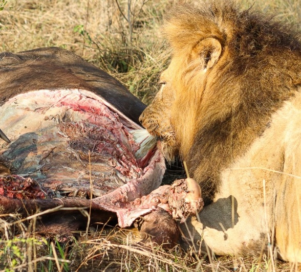 A Gijima male lion feeding on a buffalo cow in the shade of a tree.