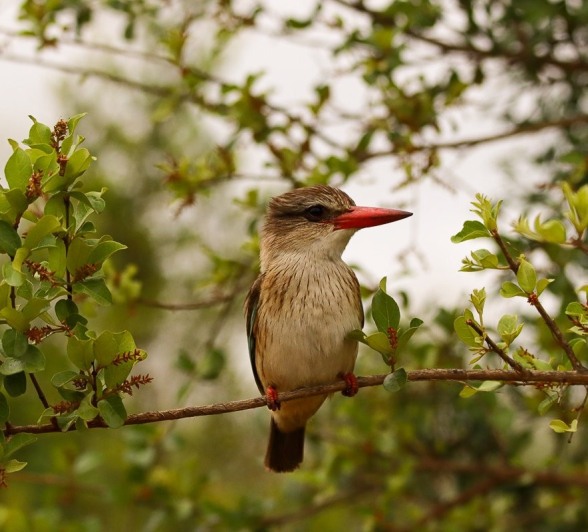 A kingfisher perches on a tiny branch. 
