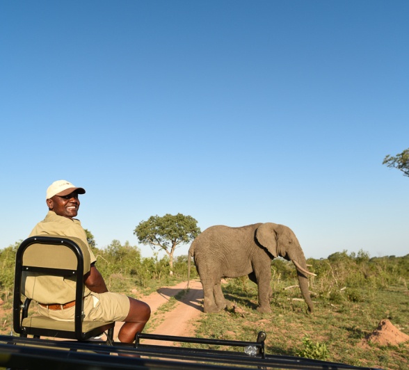 A Sabi Sabi guide looks back towards his audience as an elephant crosses the pathway