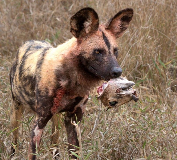 On our morning safari, we witnessed a large pack of Wild Dogs successfully hunting down a common duiker. On our morning safari, we witnessed a large pack of Wild Dogs successfully hunting down a common duiker.