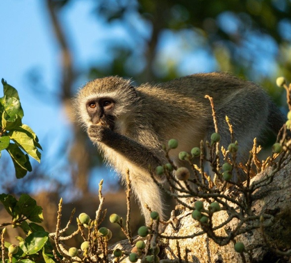 Vervet monkeys are highly intelligent and observant. 