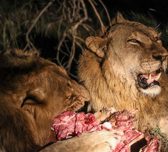 Two of the Talamati male lions enjoy the lion's share of the kill together. Two of the Talamati male lions enjoy the lion's share of the kill together.