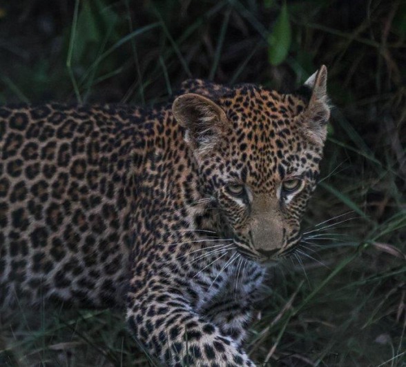 Ruan Mey Ntsumi Cubs Ruan Mey Ntsumi Cubs