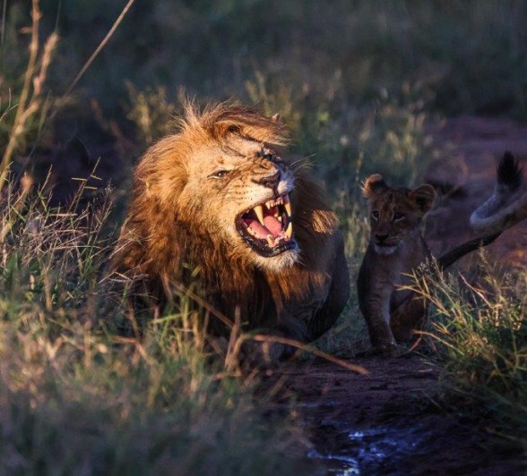 The eldest daughters had given birth to three little ones which brought the pride numbers back up to eight The eldest daughters had given birth to three little ones which brought the pride numbers back up to eight