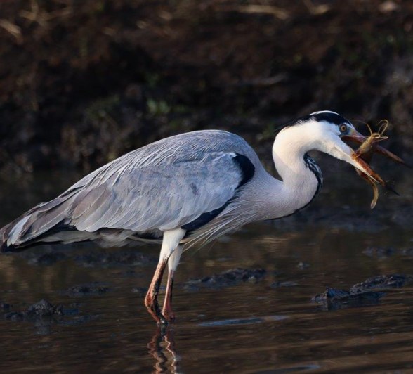 Close-up of a Grey Heron with a freshly caught fish in its beak at a dwindling water source. Close-up of a Grey Heron with a freshly caught fish in its beak at a dwindling water source.