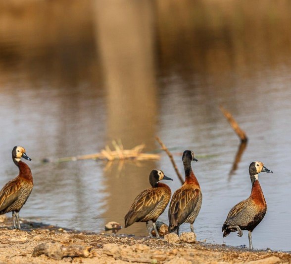 White-faced Whistling Ducks on a sandbank, basking in the afternoon sun.