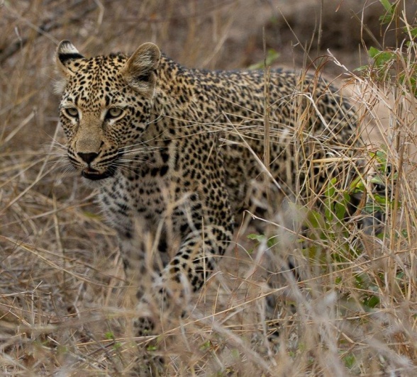 Kurhula, one of Ntsumi’s daughters, walking gracefully through tall grass, blending with her environment.