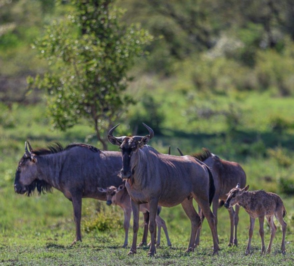 Sabi Sabi Ruan Mey Wildebeest Herd Protects Mother And Calf Sabi Sabi Ruan Mey Wildebeest Herd Protects Mother And Calf