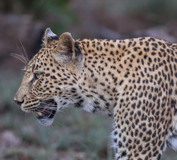 Golonyi stalks her prey. Golonyi stalks her prey.