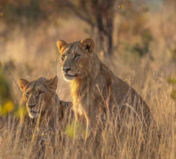 Sabi Sabi Ruan Mey Southern Pride Lions Sabi Sabi Ruan Mey Southern Pride Lions