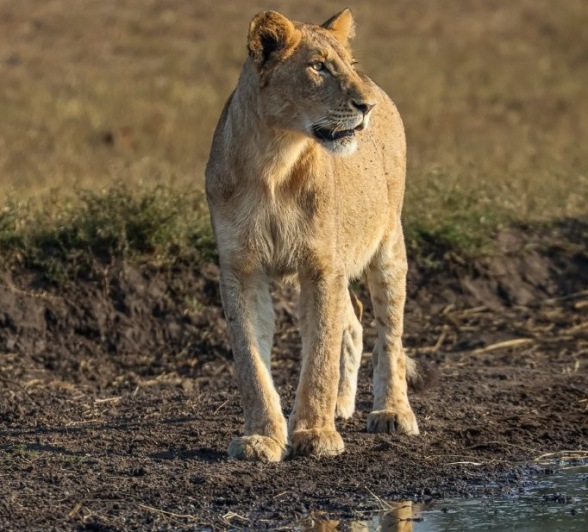Sabi Sabi Ruan Mey Msuthlu At Waterhole Sabi Sabi Ruan Mey Msuthlu At Waterhole
