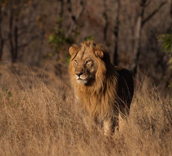 Sabi Sabi Viviane Ladner Styx Male Lion In Grass Sabi Sabi Viviane Ladner Styx Male Lion In Grass