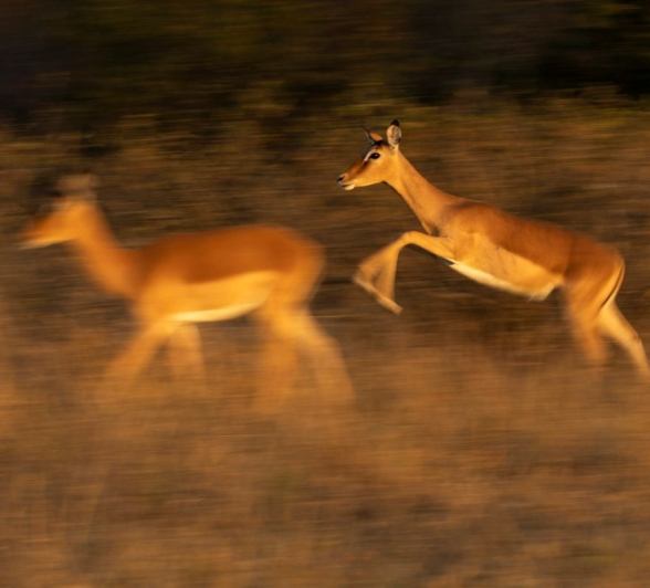 Sabi Sabi Benjamin Loon Impala