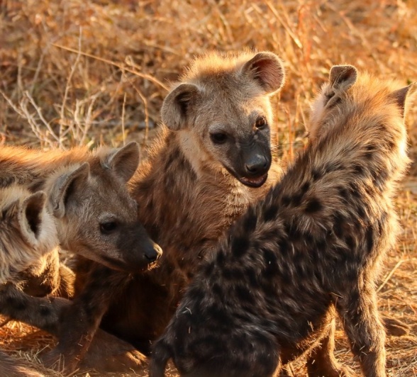 Sabi Sabi Jana Du Plessis Hyena Sabi Sabi Jana Du Plessis Hyena