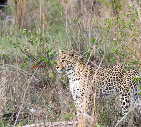 Sabi Sabi Jana Du Plessis Golonyi In Grass