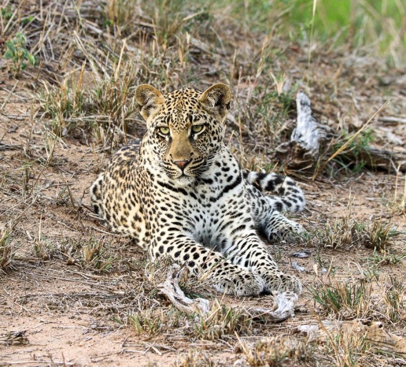 Sabi Sabi Jana Du Plessis Golonyi Leopard Cub