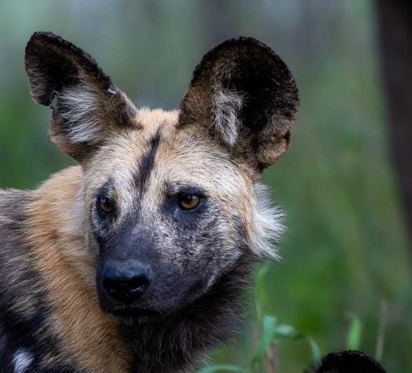 Sabi Sabi Ronald Mutero Africa Wild Dog