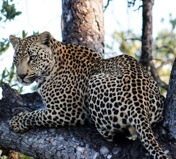 A26Ruan Mey Makumu 160523 4