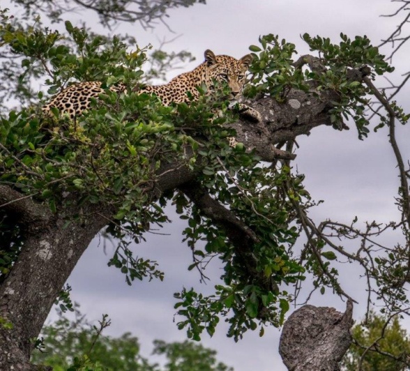 The Golonyi female was going from tree to tree, scent marking her way every couple of metres.