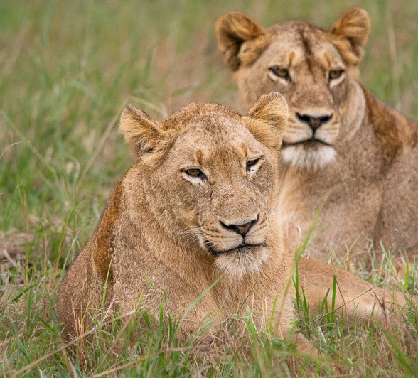 Two members of the Styx pride rest in the tall grass. 