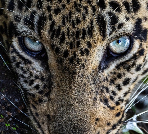 A close-up of the stunning eyes of Tengile. 