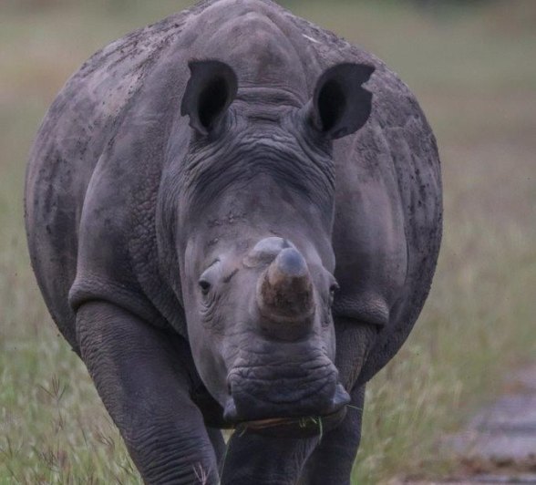 Counter Poaching Units are very well trained and well equipped for the task Counter Poaching Units are very well trained and well equipped for the task