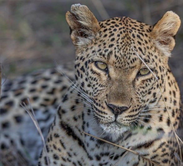 Close-up of leopard Ntsumi resting on the ground, exuding calmness and stealth.