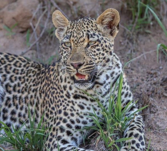 Sabi Sabi Ruan Mey Tengile Young Leopard Sabi Sabi Ruan Mey Tengile Young Leopard