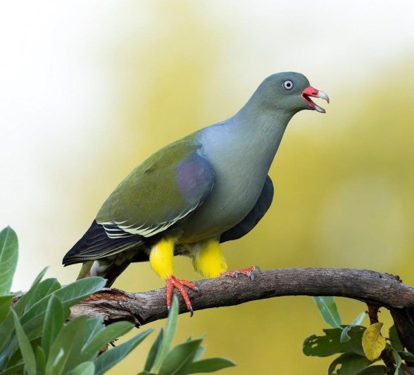 Sabi Sabi Benjamin Loon Green Pigeon Perches Sabi Sabi Benjamin Loon Green Pigeon Perches