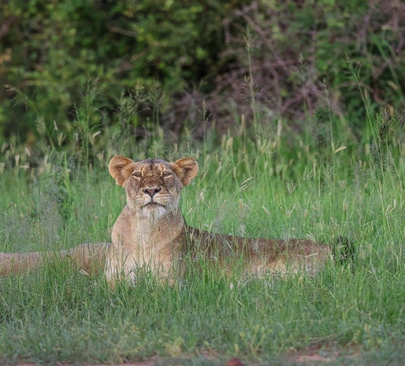 Sabi Sabi Ruan Mey Southern Pride Sabi Sabi Ruan Mey Southern Pride