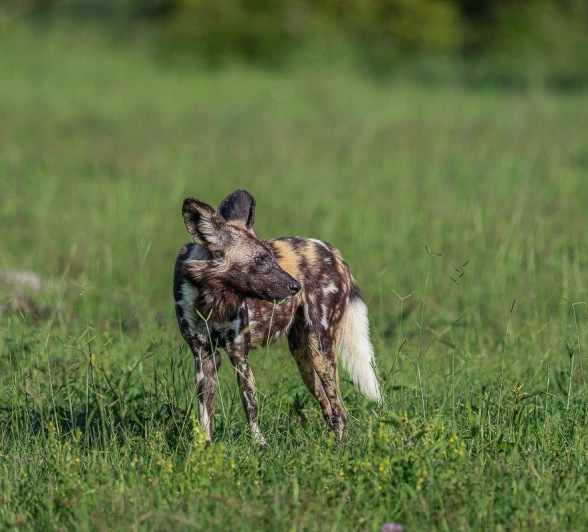 Sabi Sabi Ruan Mey Wilddog Looking Back Sabi Sabi Ruan Mey Wilddog Looking Back