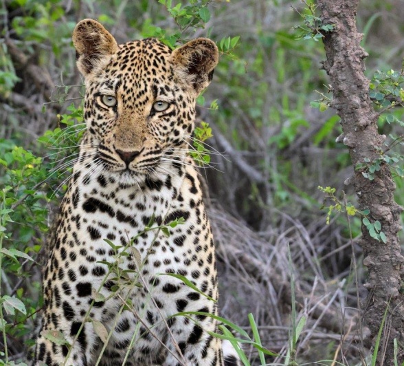 Sabi Sabi Jan Nel Tengile Cub