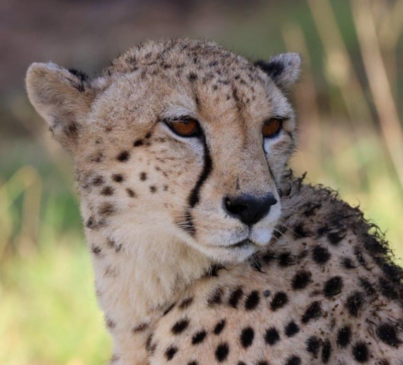 The Makatini female cheetah. The Makatini female cheetah.
