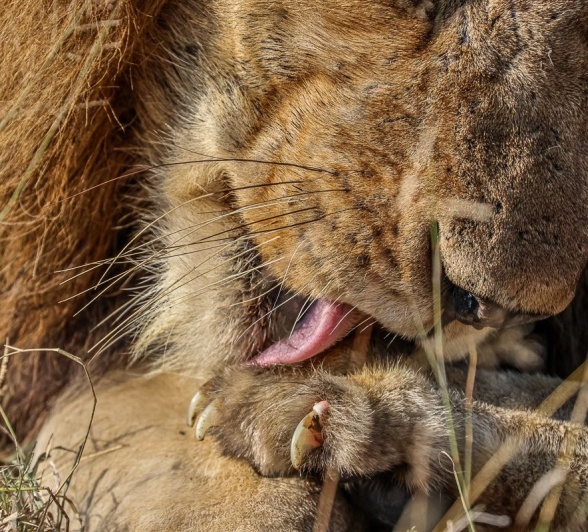 A male from the Gijima pride licks his paws.