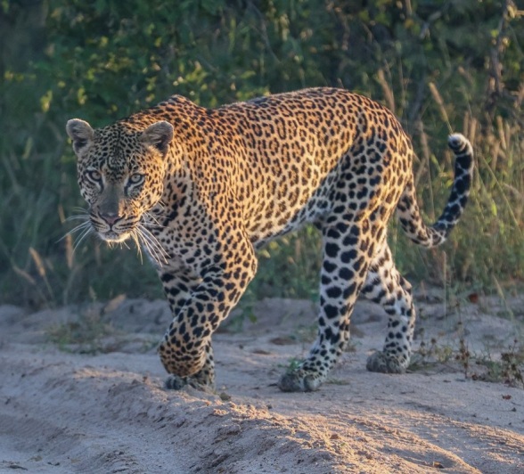 Sabi Sabi Ruan Mey Khulwana Male Leopard In Sand
