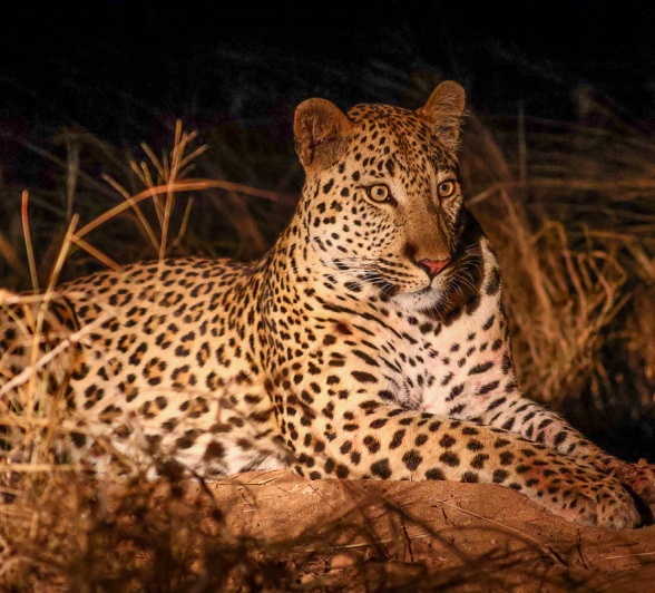 Sabi Sabi Ruan Mey Leopard On Lookout