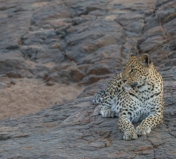 Sabi Sabi Ruan Mey Golonyi On Rocks Sabi Sabi Ruan Mey Golonyi On Rocks