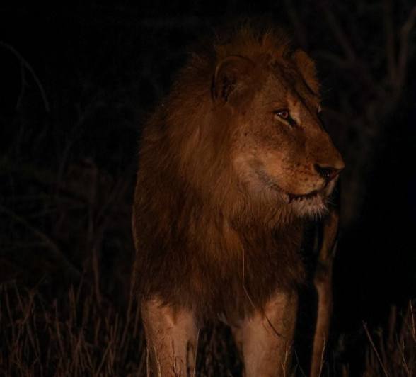 A young N’waswishaka male lion walks purposefully through the bush, calling softly.