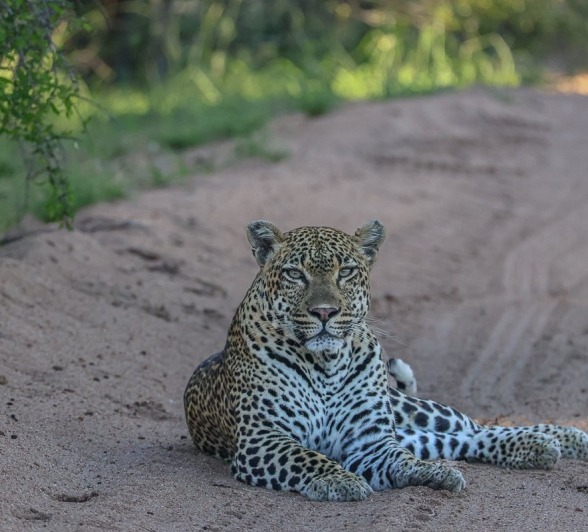 Khulwana, a male leopard, rests in the road. 