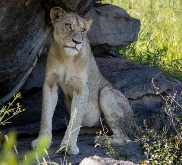 Sabi Sabi Ronald Mutero Southern Pride Member