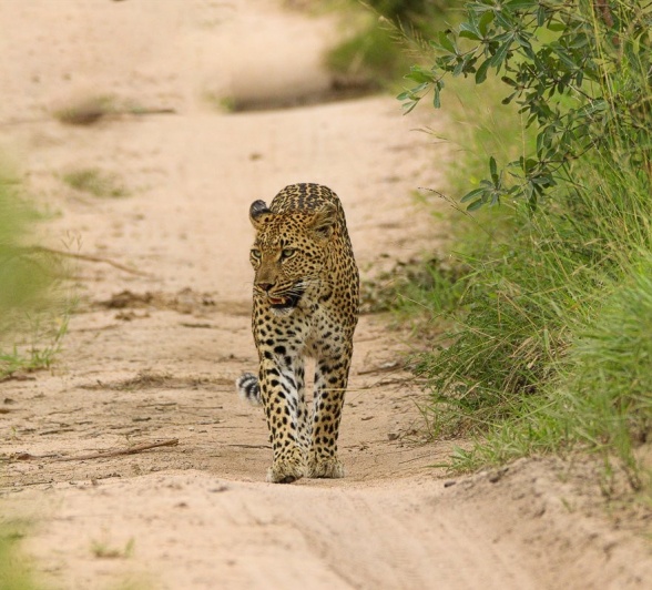 Sabi Sabi Jana Du Plessis Female Leopard