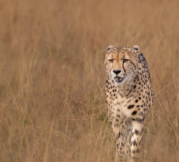 a05Jason Street - cheetah - 010523 - 3.jpg A05Jason Street Cheetah 010523 3