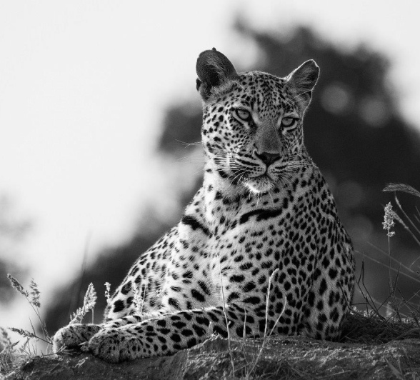 Golonyi, the leopard, reclines on a rock in the Great Kruger area