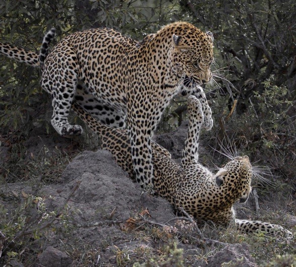 The mating process between leopards is an interesting one to witness. The mating process between leopards is an interesting one to witness.