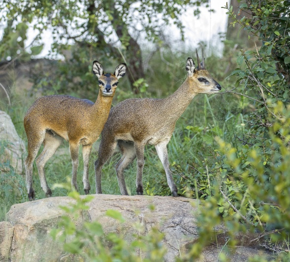 Sabi Sabi Safari Romance Klipspringer
