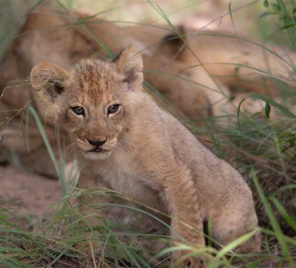 Talamati Sweet Cub Jason Street Talamati Sweet Cub Jason Street